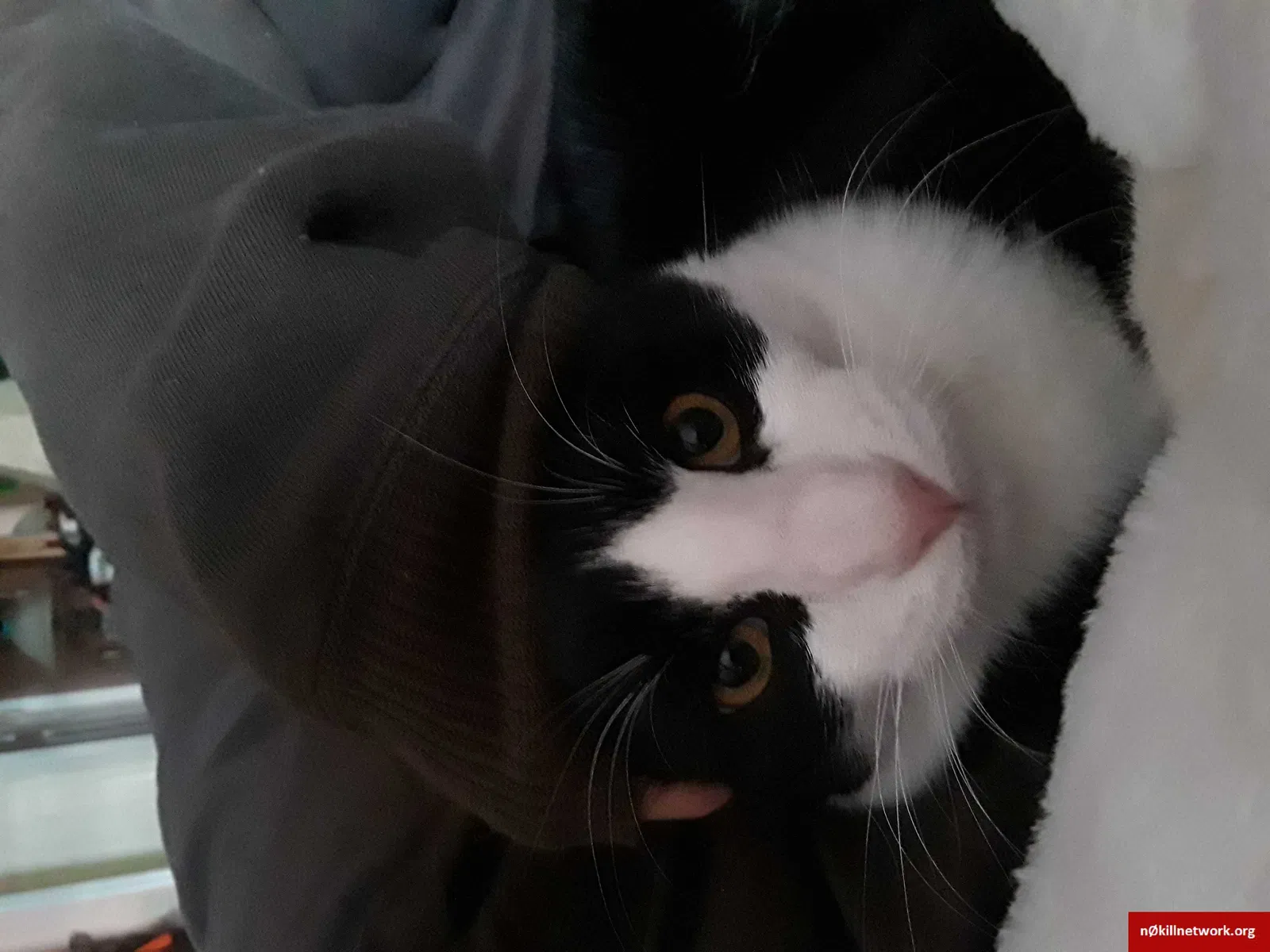 Lost cat in Levittown, PA, 19054