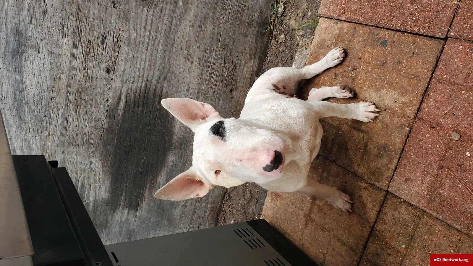 Lost dog in Houston, TX, 77040