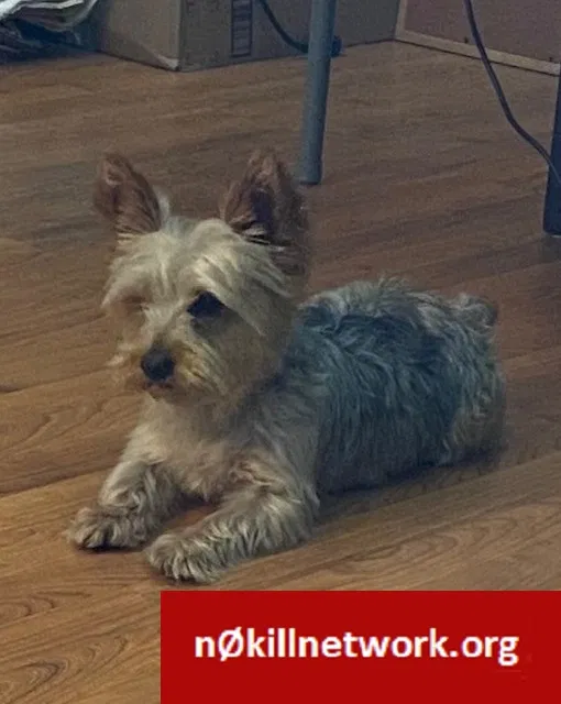 Lost dog in Pomona, CA, 91766