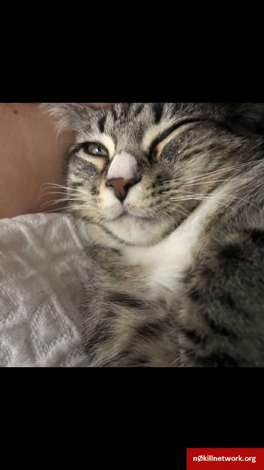 Lost cat in Austin, TX, 78749