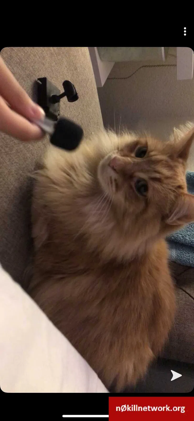 Lost cat in Pittsburg, CA, 94565