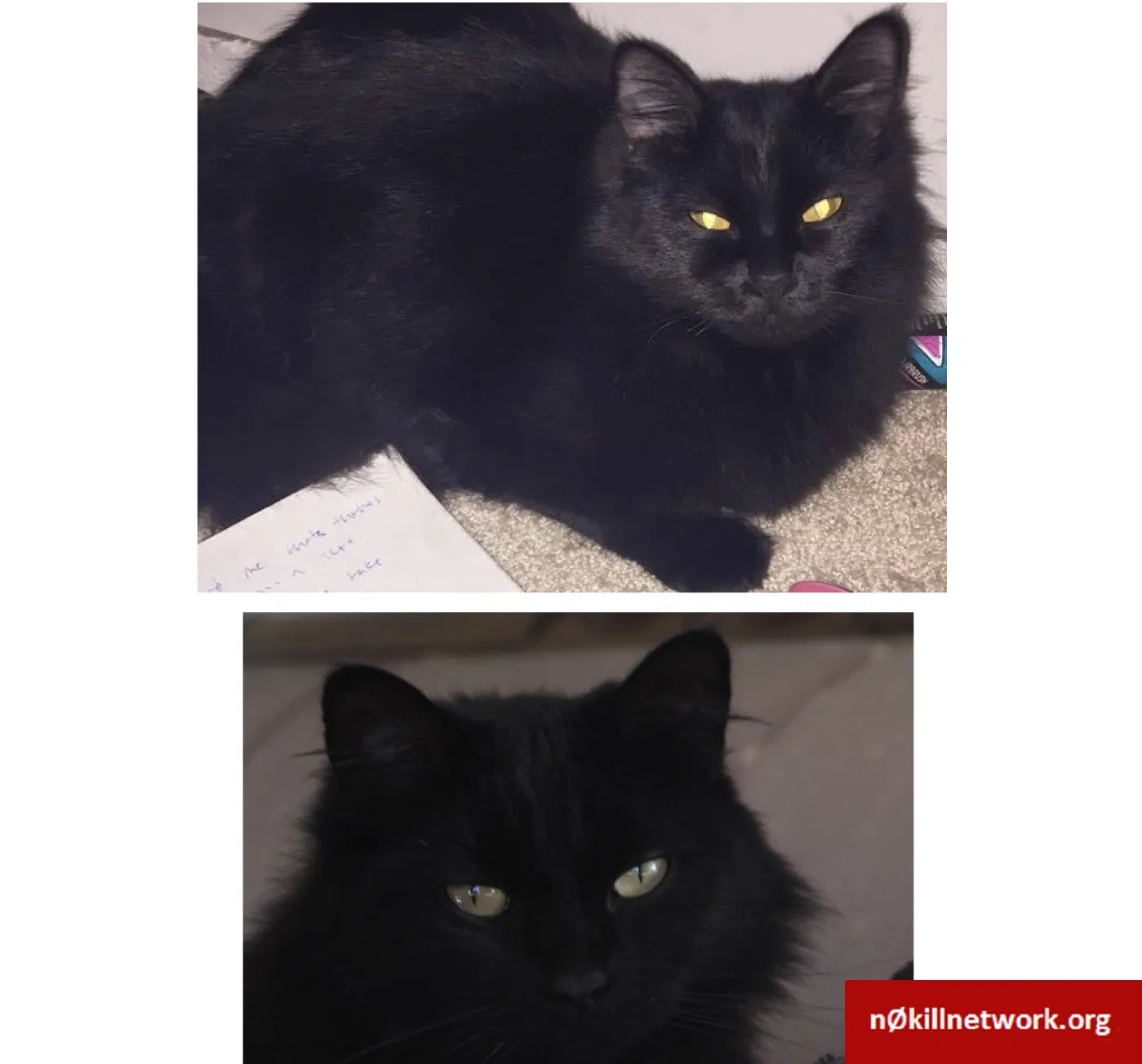 Lost cat in Bremerton, WA, 98310