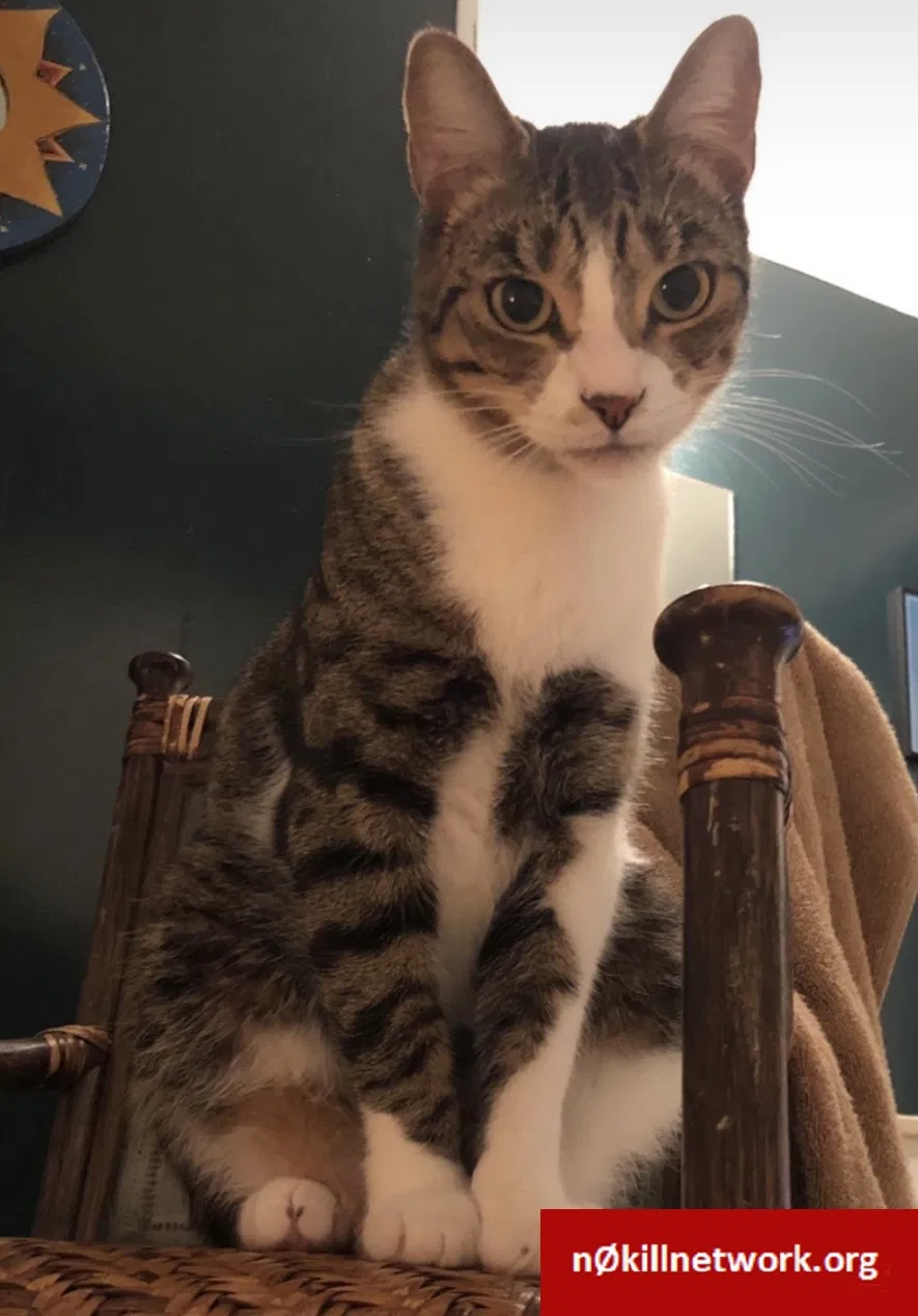 Lost cat in Marrero, LA, 70072