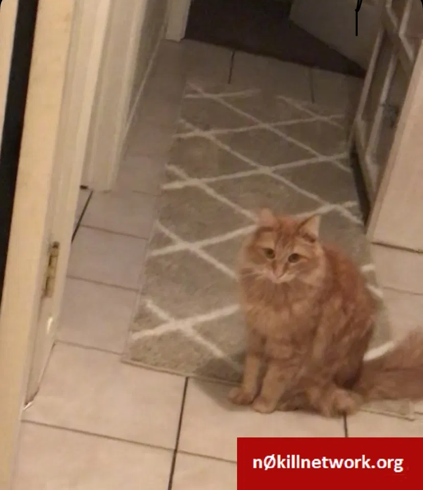 Lost cat in Pittsburg, CA, 94565