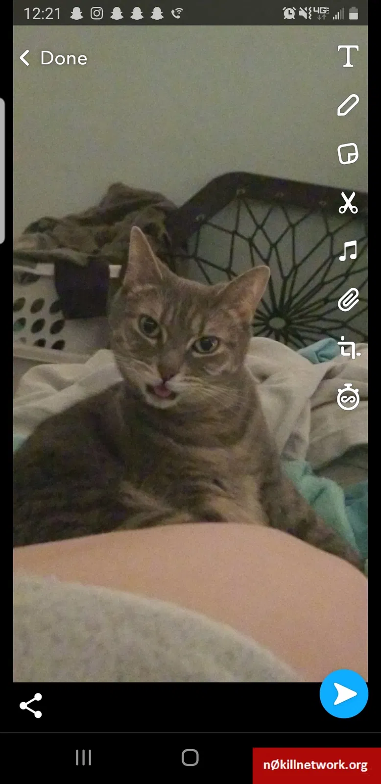 Lost cat in Lake Stevens, WA, 98258