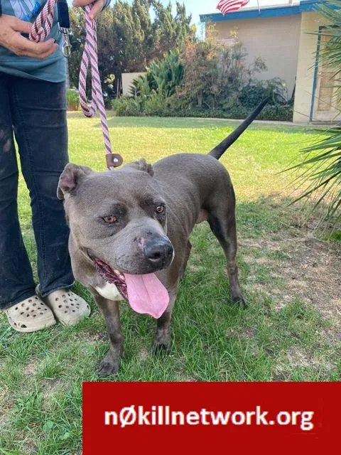 Lost dog in Issaquah, WA, 98029