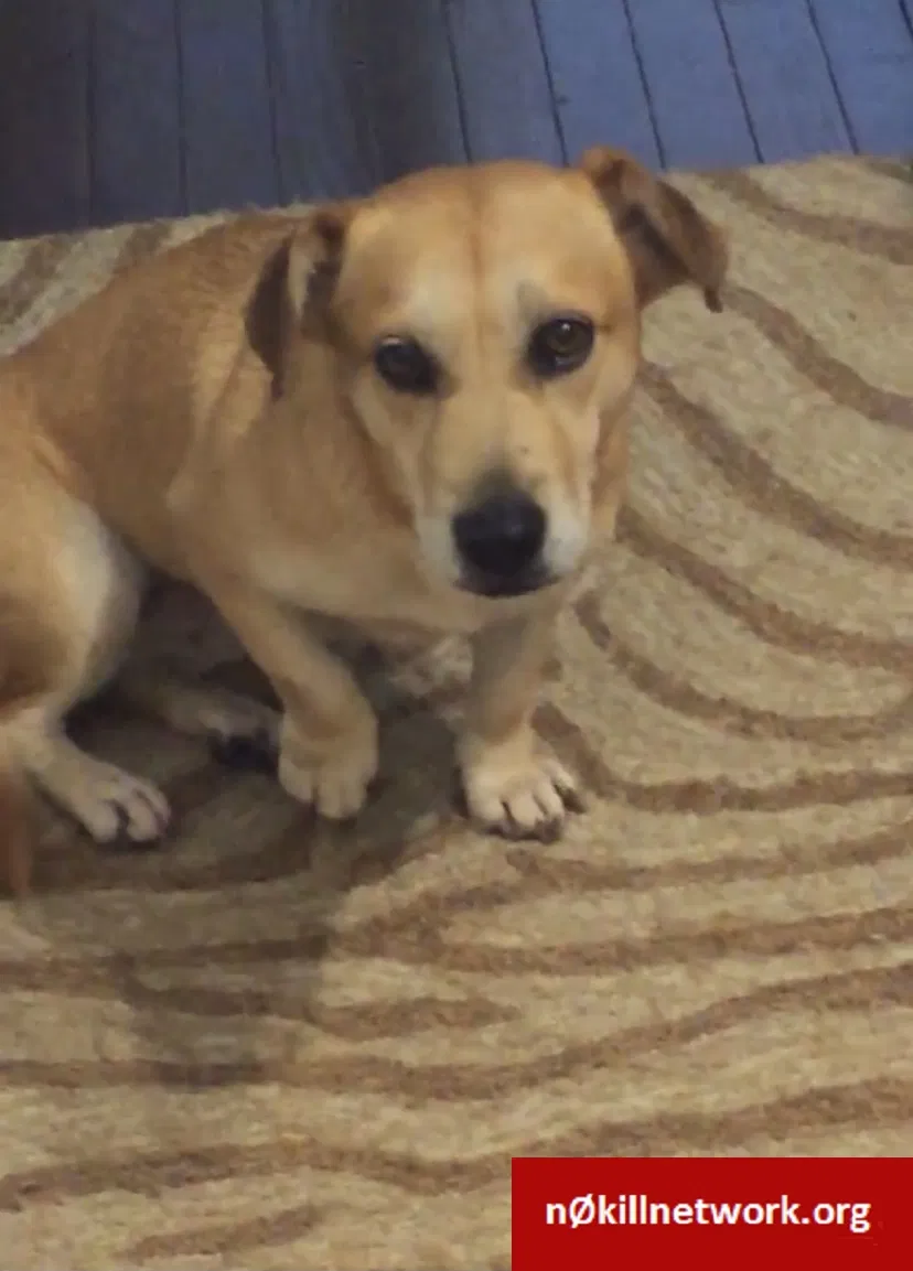 Lost dog in Marietta, GA, 30066
