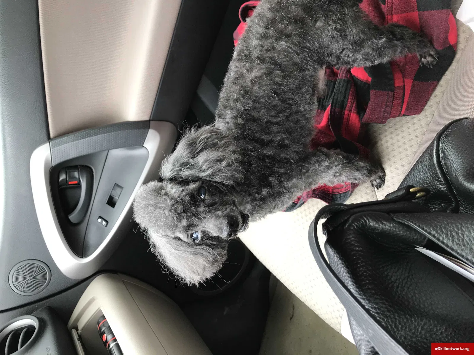 Lost dog in Fort Smith, AR, 72903