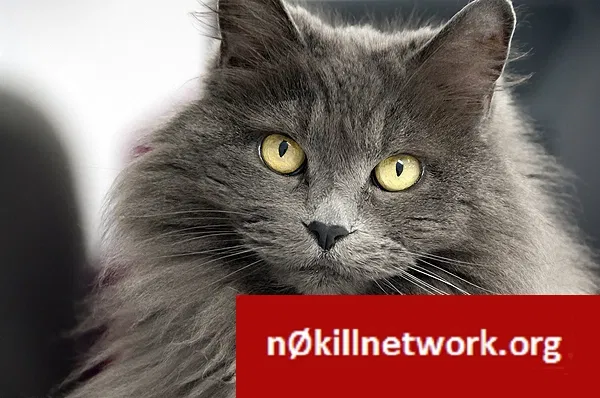 Lost cat in Murrieta, CA, 92562