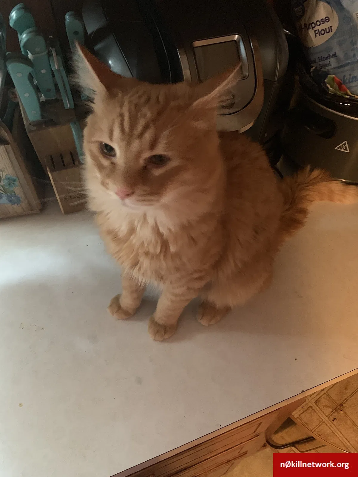 Lost cat in Binghamton, NY, 13905