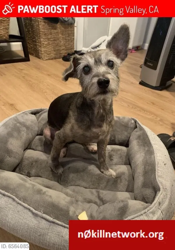 Lost dog in Spring Valley, CA, 91977