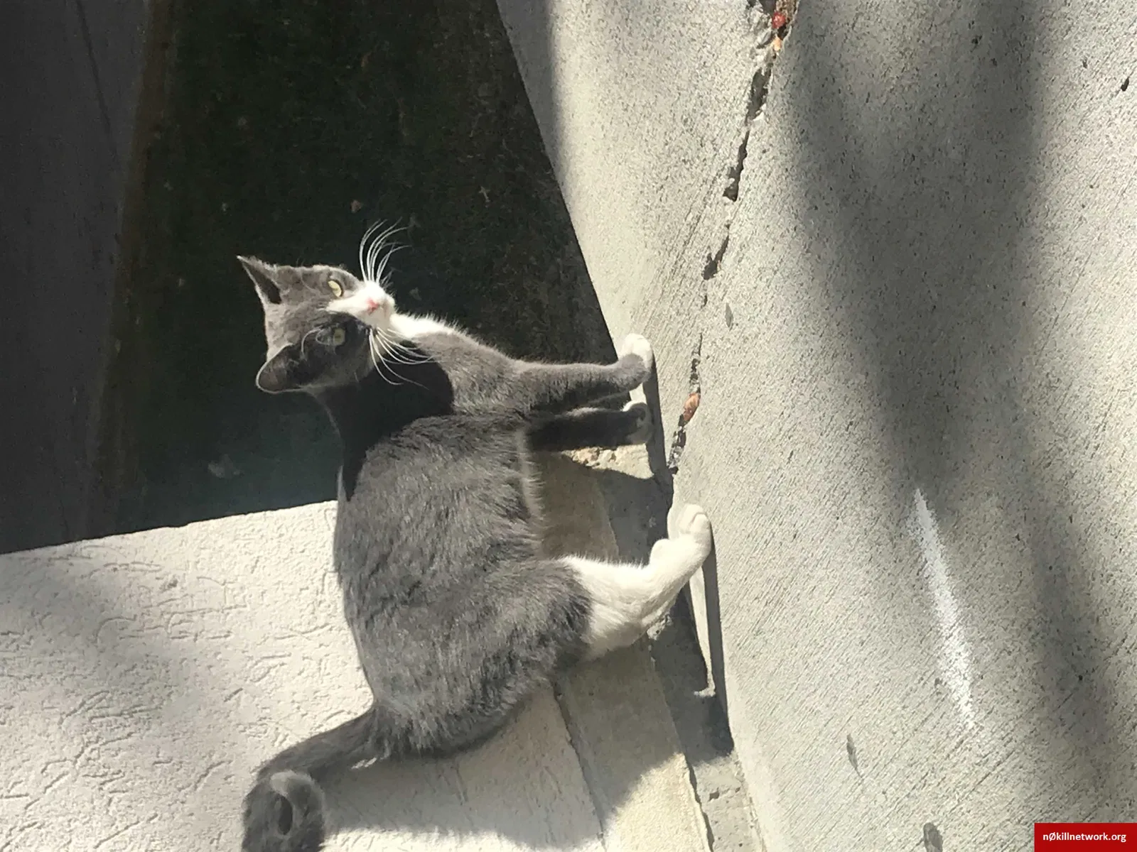 Found cat in Logan, UT, 84341