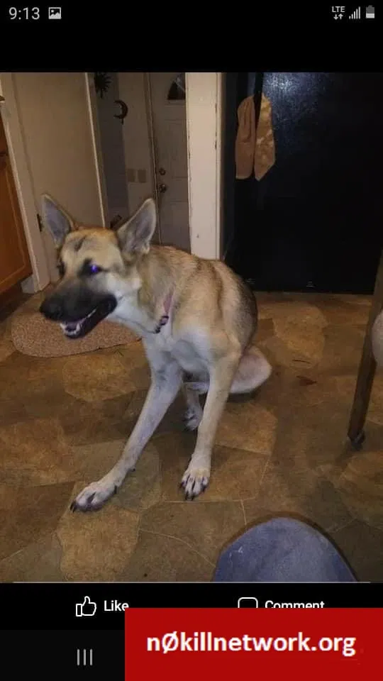 Lost dog in Janesville, WI, 53545