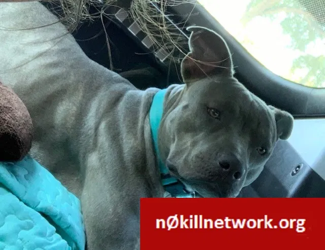 Lost dog in Alvarado, TX, 76009