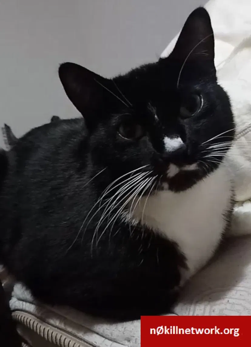 Lost cat in Lynnwood, WA, 98037