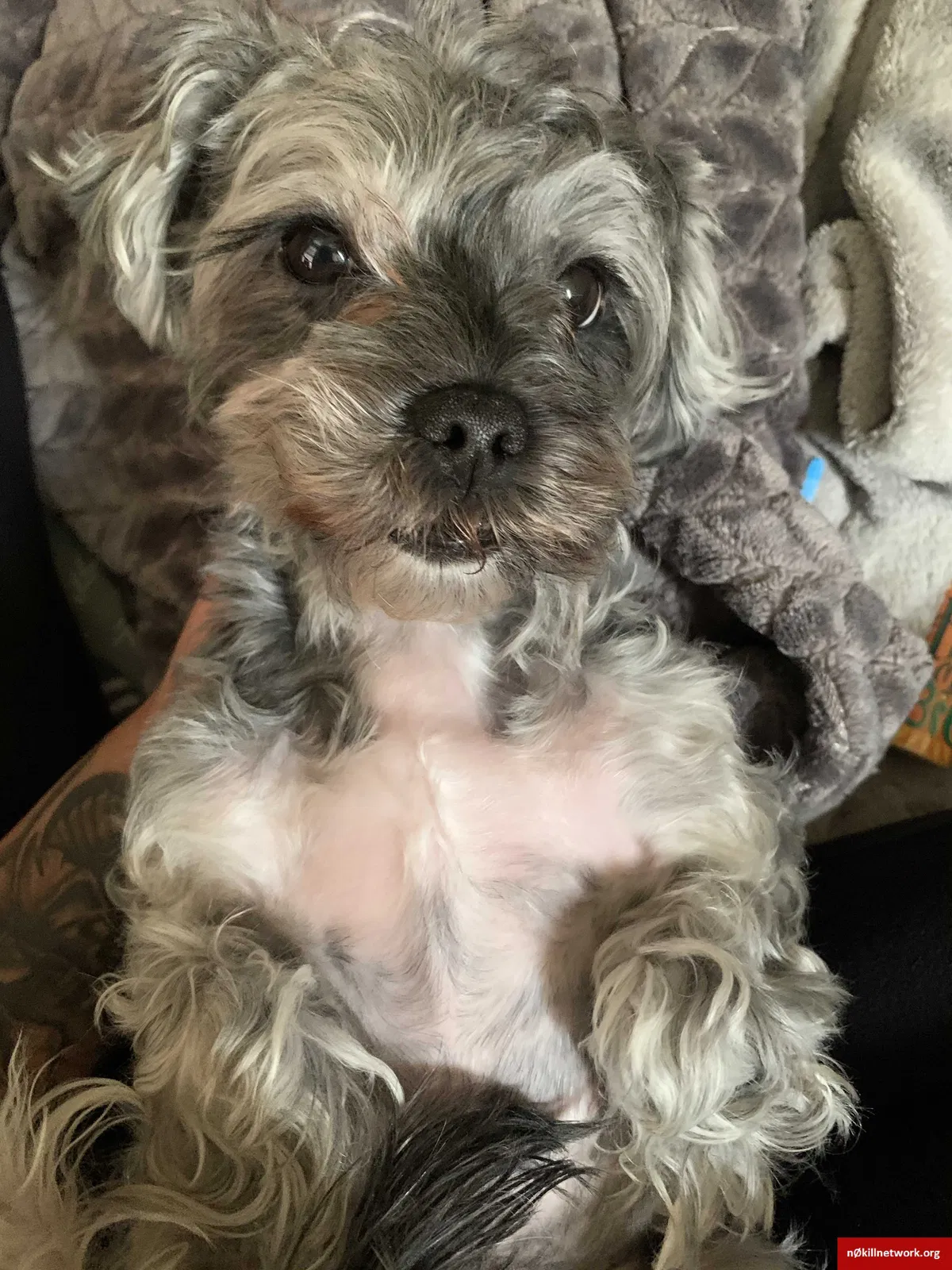 Lost dog in Paterson, NJ, 7524