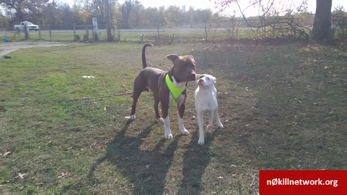 Lost dog in Marlin, TX, 76661