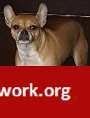 Lost dog in Columbus, OH, 43201