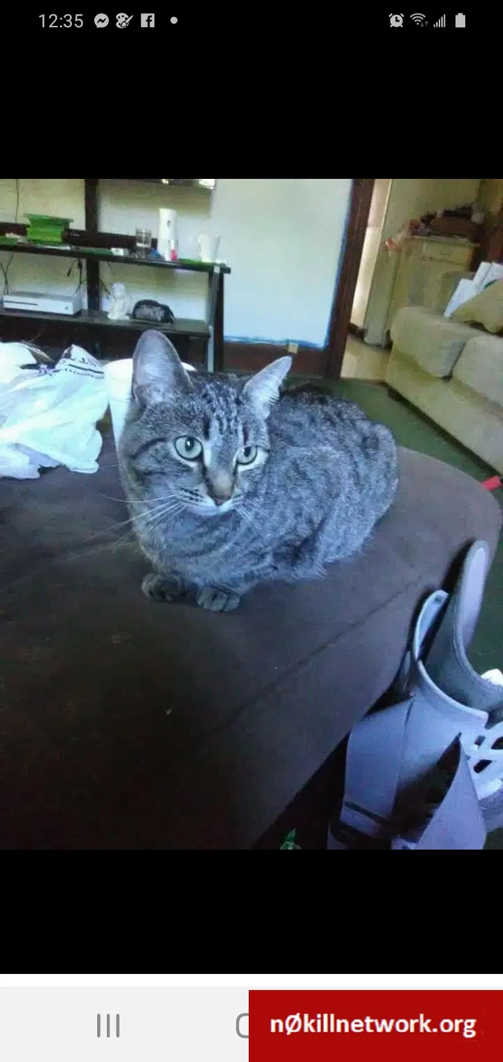 Lost cat in Leesburg, OH, 45135