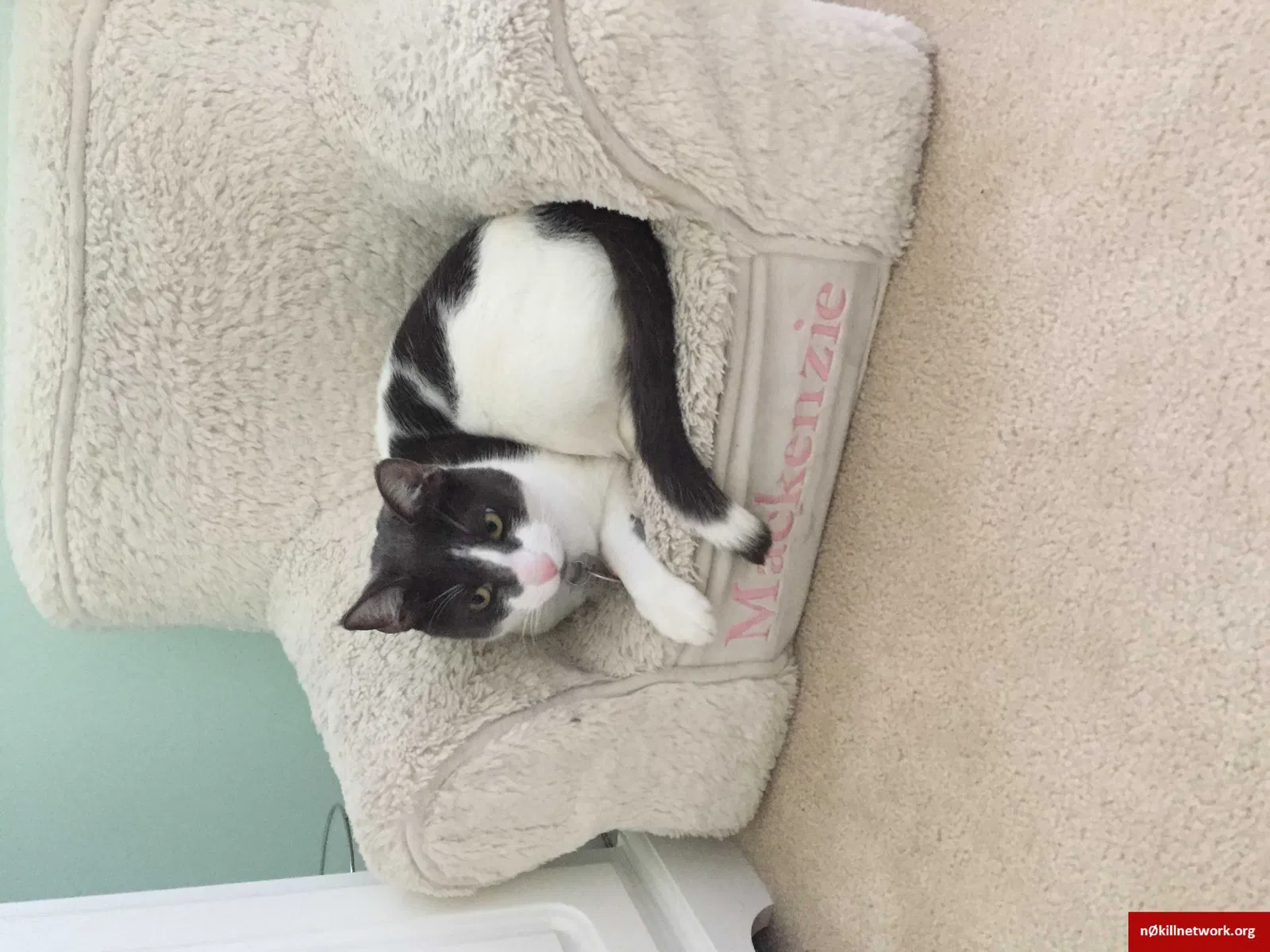 Lost cat in Alexandria, VA, 22314