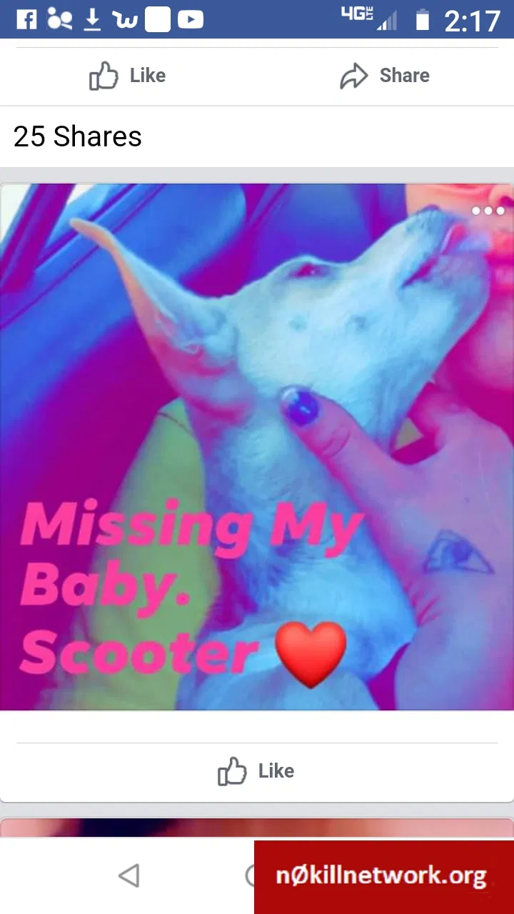 Lost dog in Deming, NM, 88030
