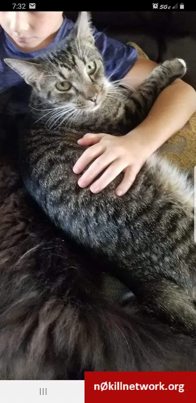 Lost cat in Dunlap, TN, 37327