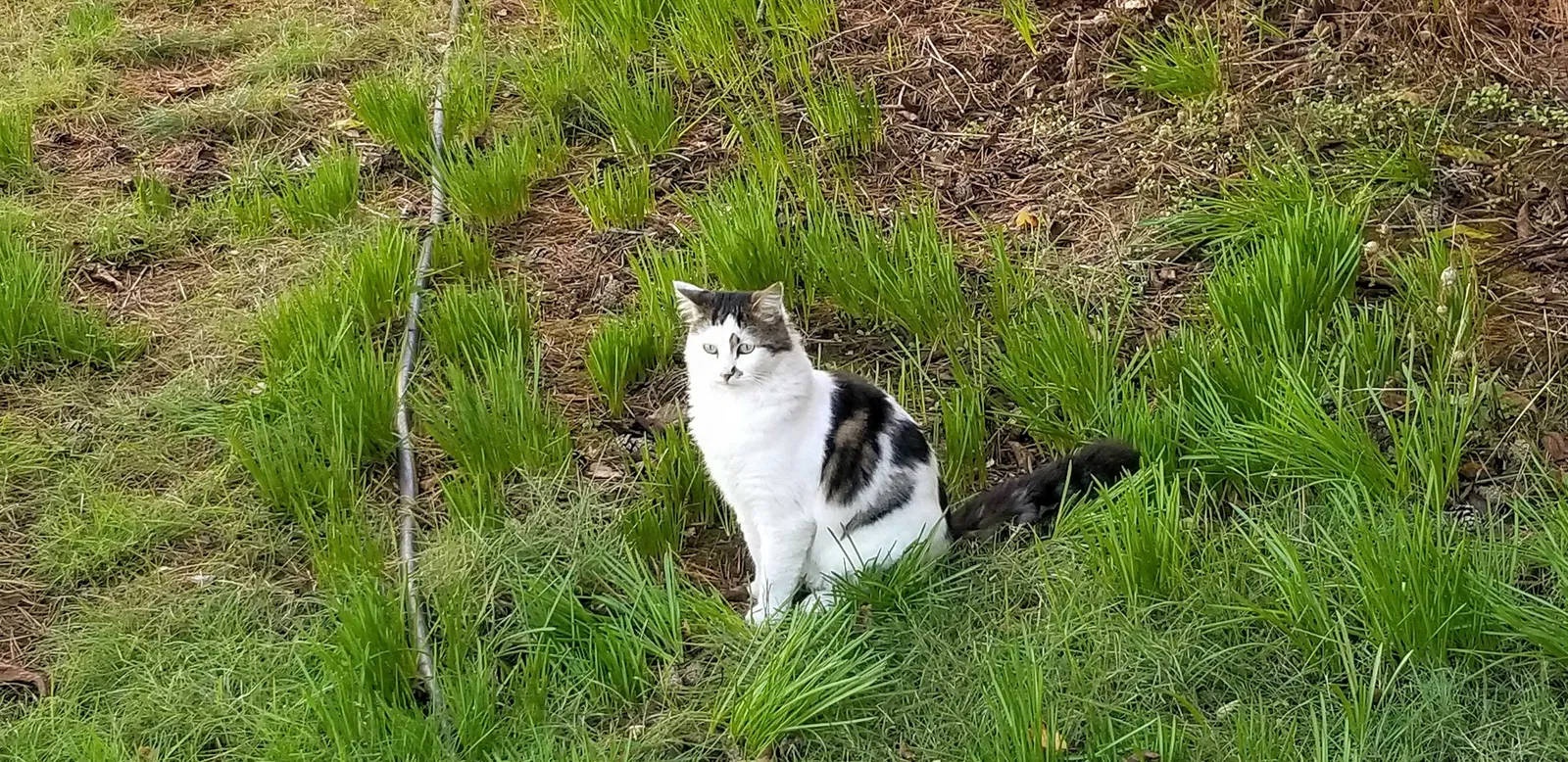 Lost cat in Portland, OR, 97217