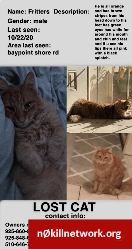 Lost cat in Pittsburg, CA, 94565