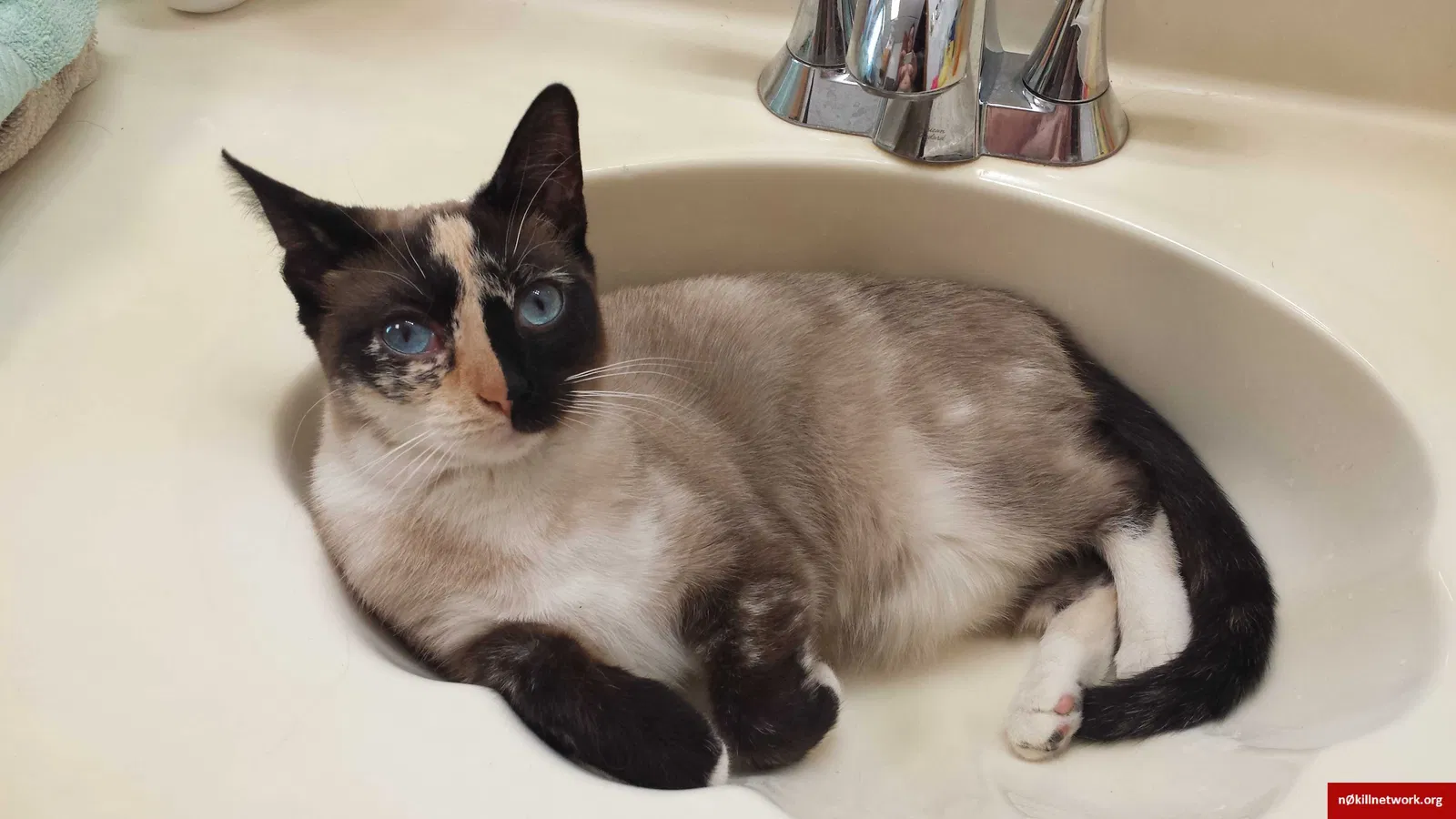 Lost cat in Charleroi, PA, 15022