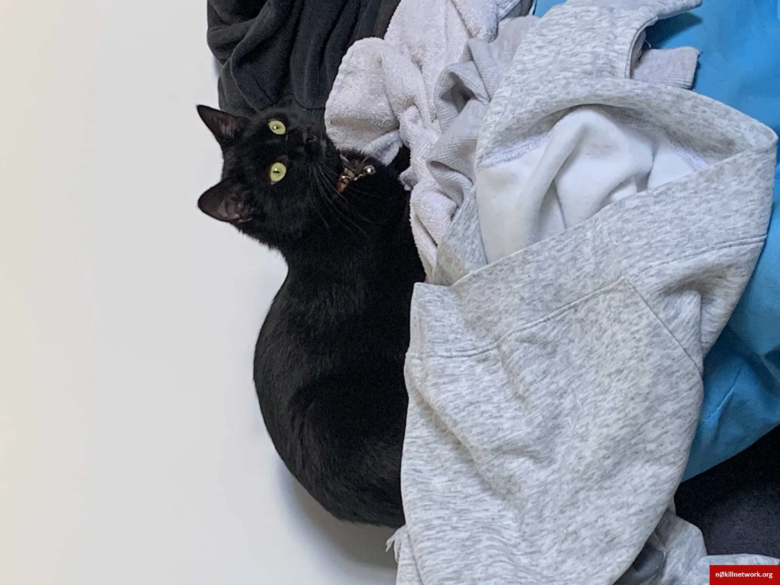 Lost cat in Los Angeles, CA, 90016