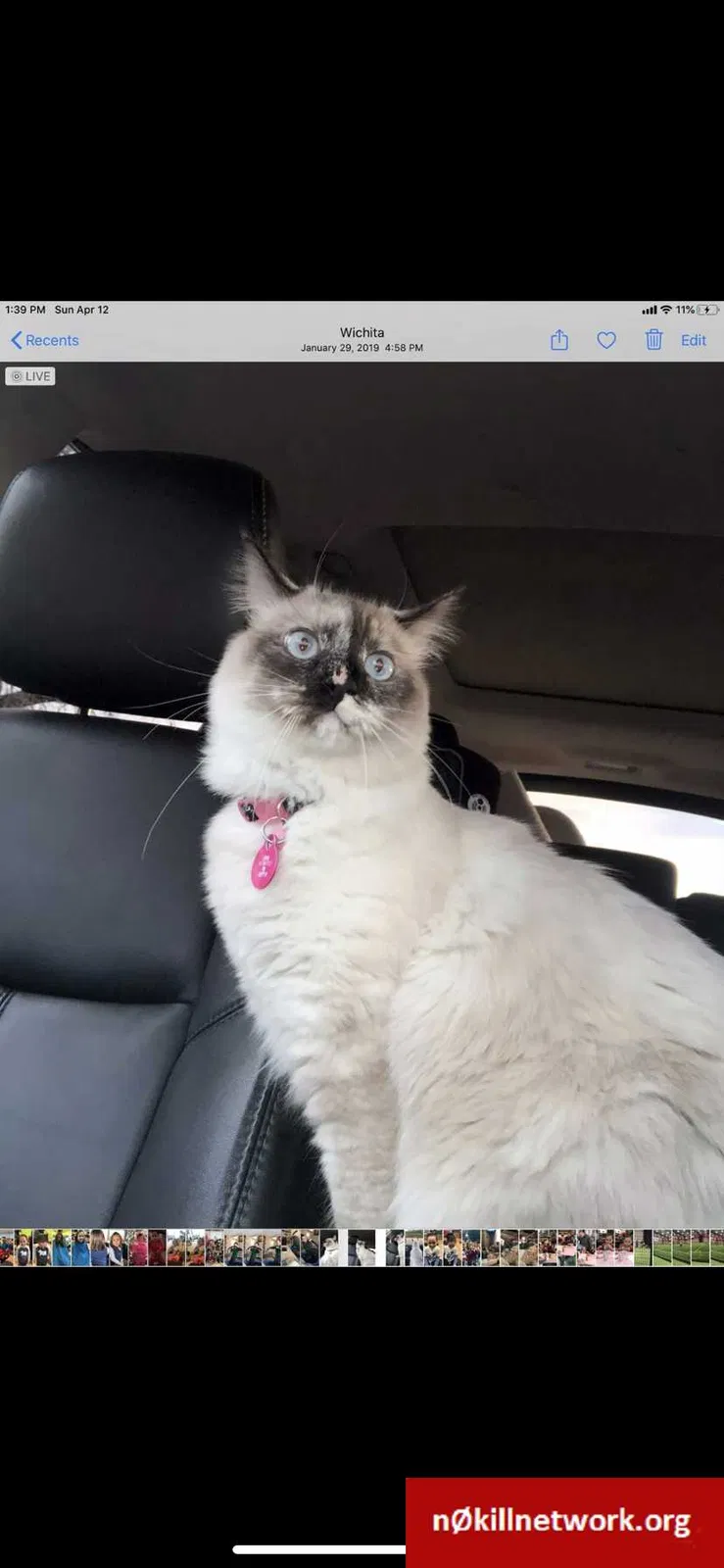 Lost cat in Wichita, KS, 67215