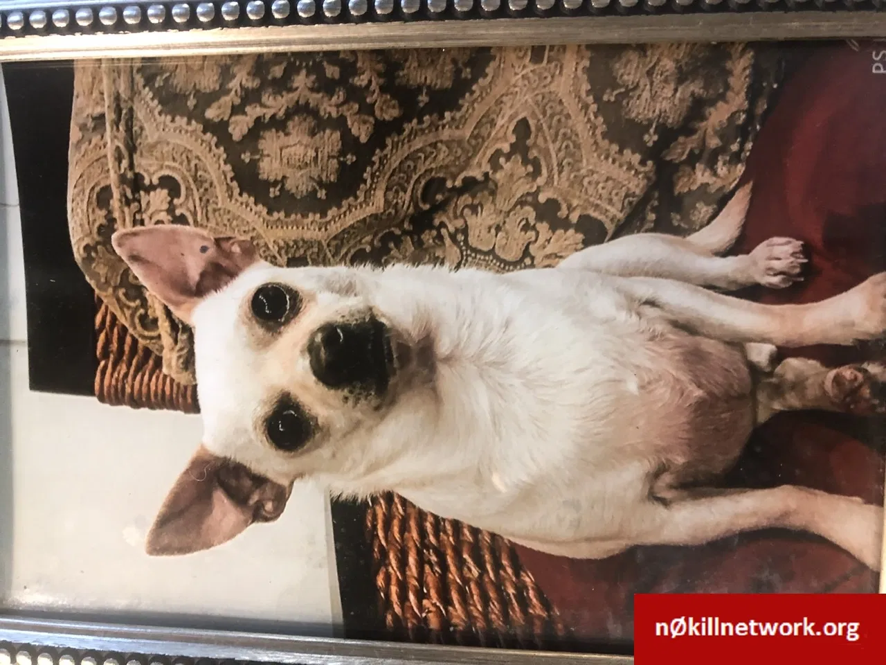 Lost dog in Raymond, MS, 39154