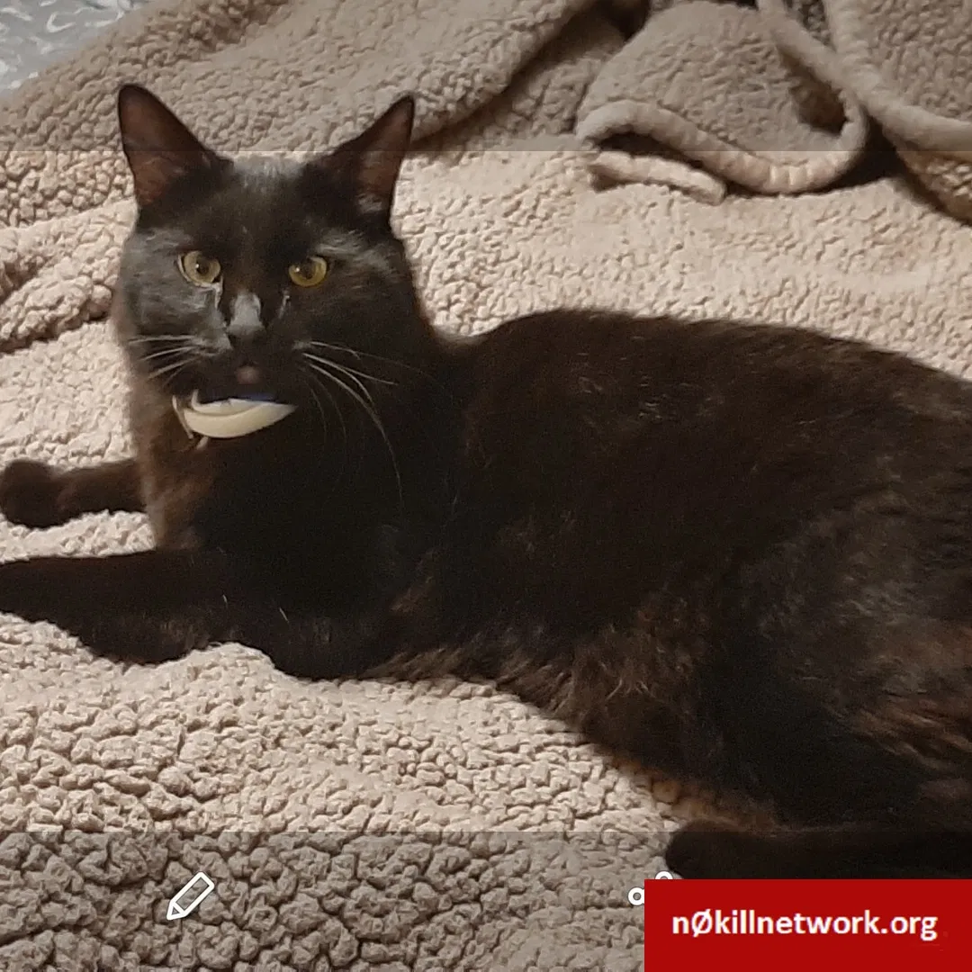 Lost cat in Waco, TX, 76705