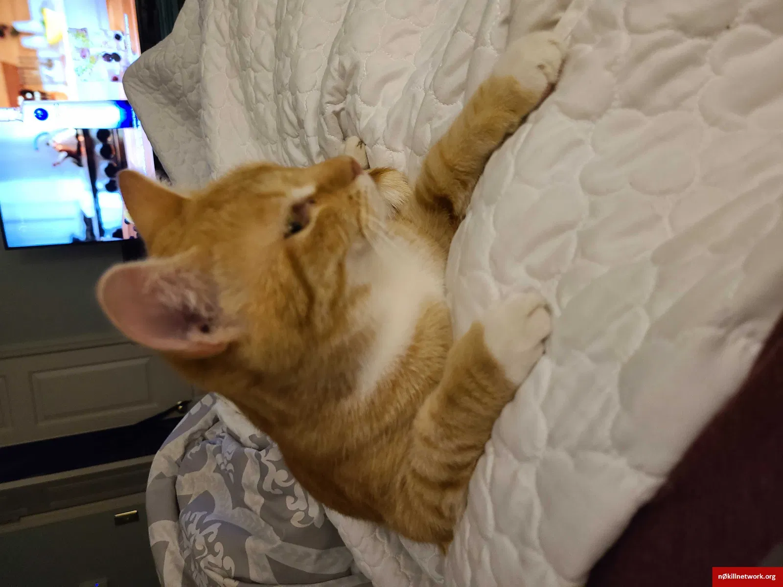 Lost cat in Wilmington, NC, 28411