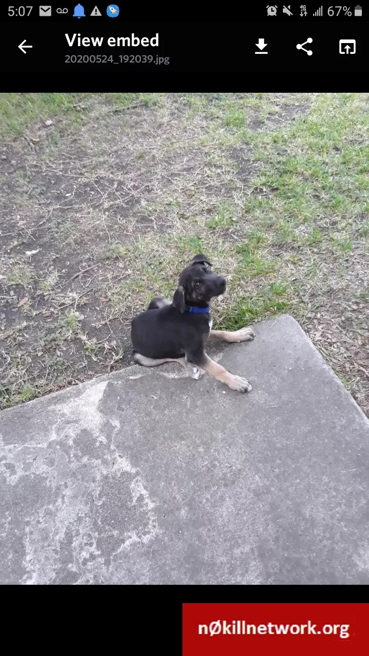 Lost dog in San Antonio, TX, 78219