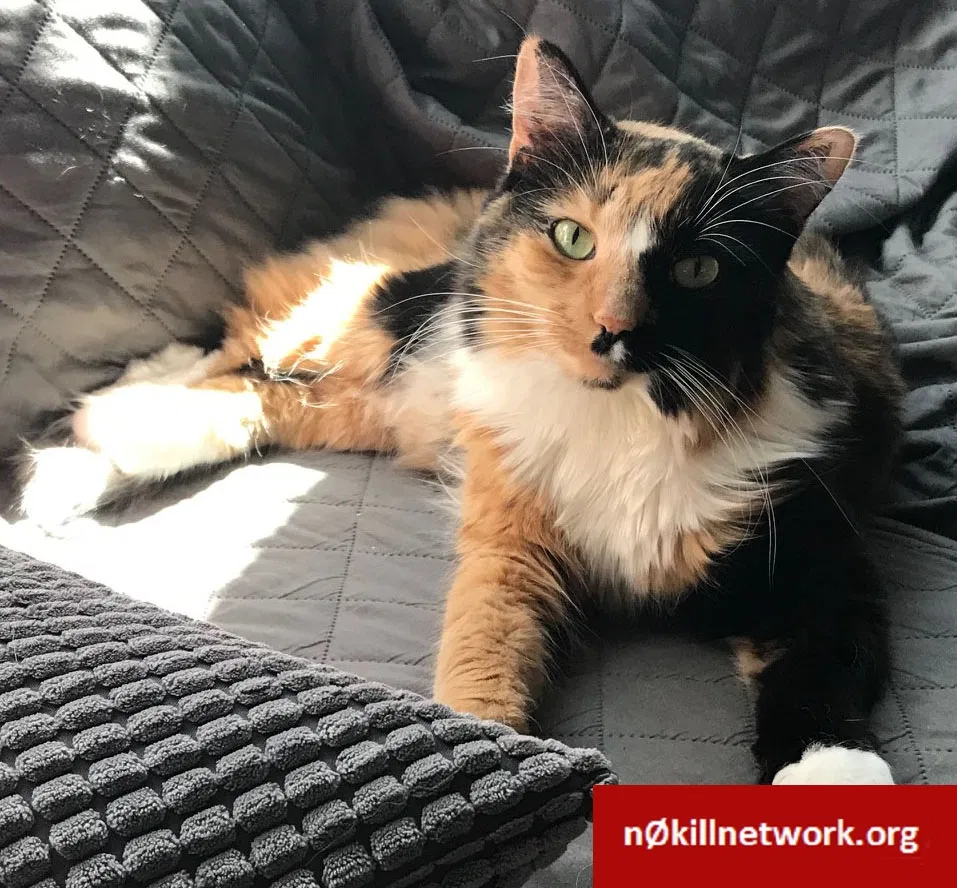 Lost cat in Silver Spring, MD, 20906