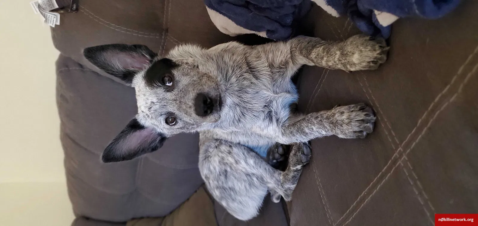 Lost dog in Phoenix, AZ, 85022