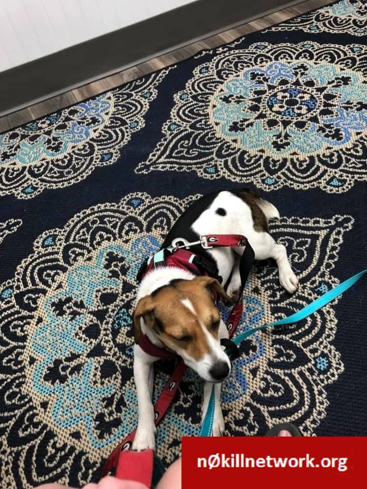 Lost dog in Springfield, GA, 31329