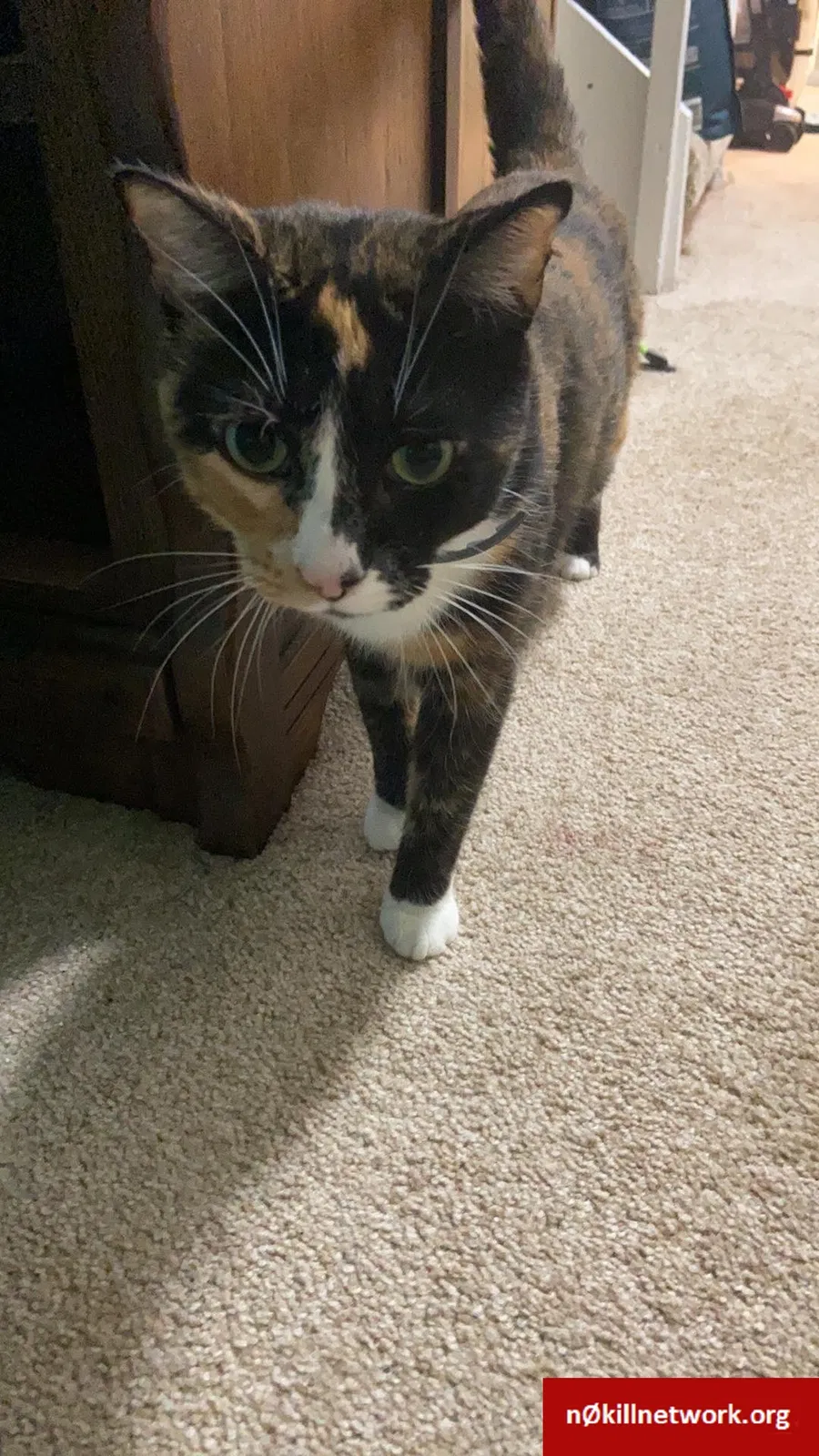 Lost cat in Lexington, NC, 27292