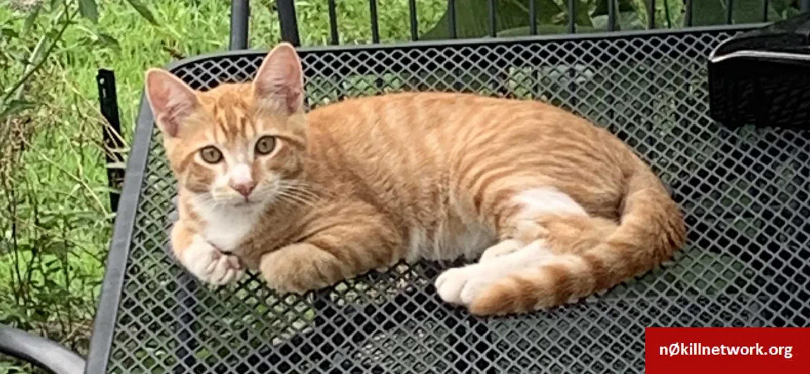 Lost cat in High Ridge, MO, 63049