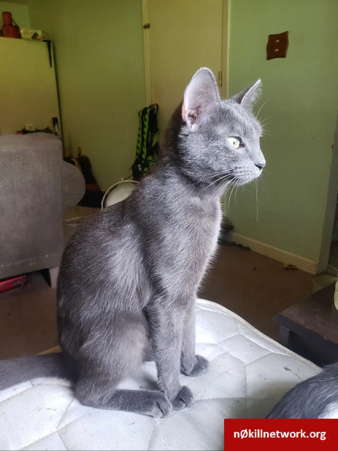 Lost cat in Lakeland, FL, 33815