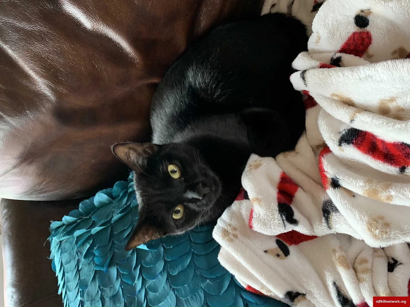 Lost cat in Gulf Shores, AL, 36542