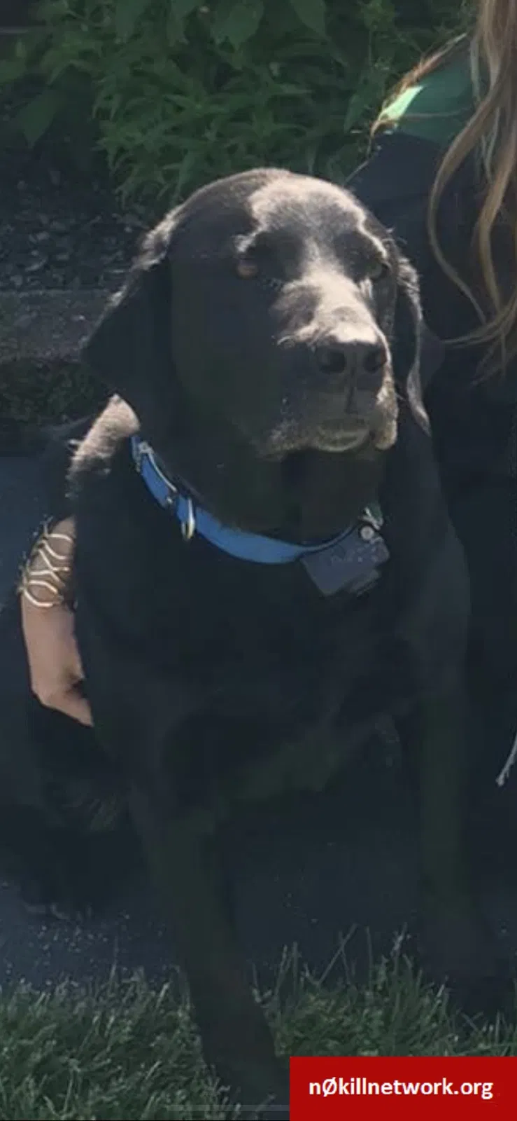 Lost dog in Mount Vernon, IN, 47620