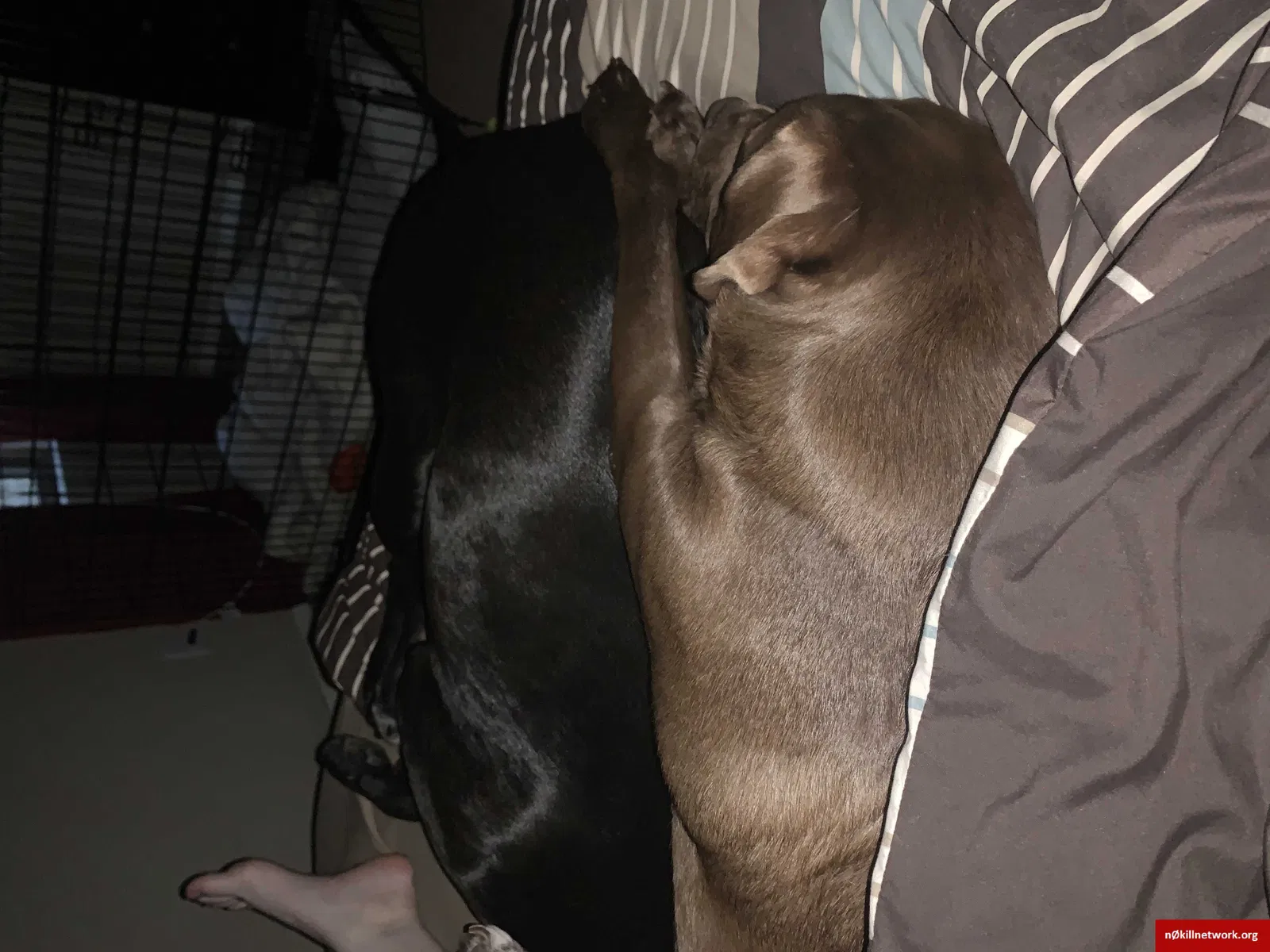 Lost dog in Springdale, AR, 72762