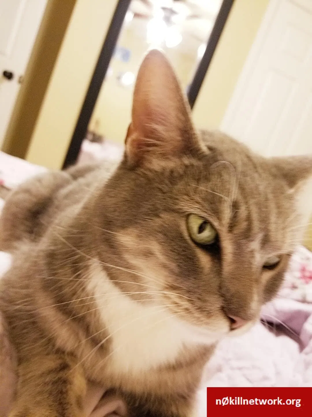 Lost cat in Fletcher, NC, 28732