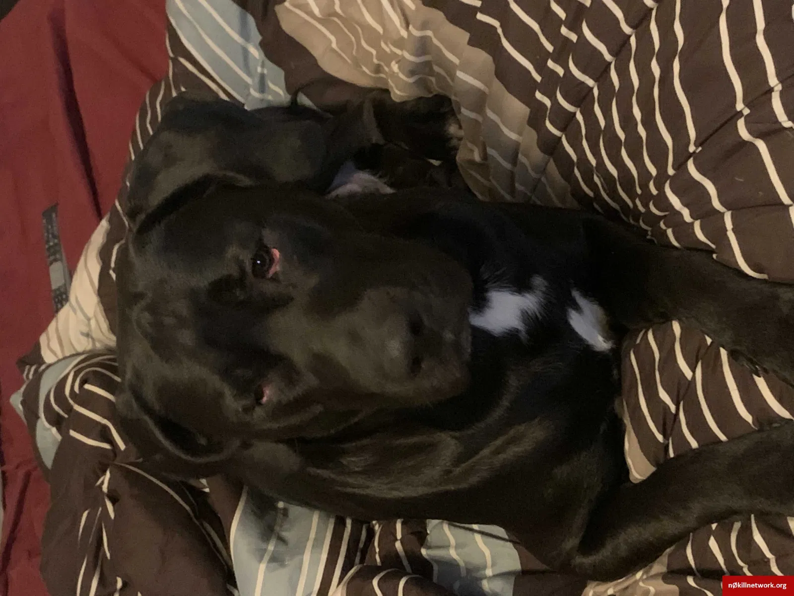 Lost dog in Springdale, AR, 72762