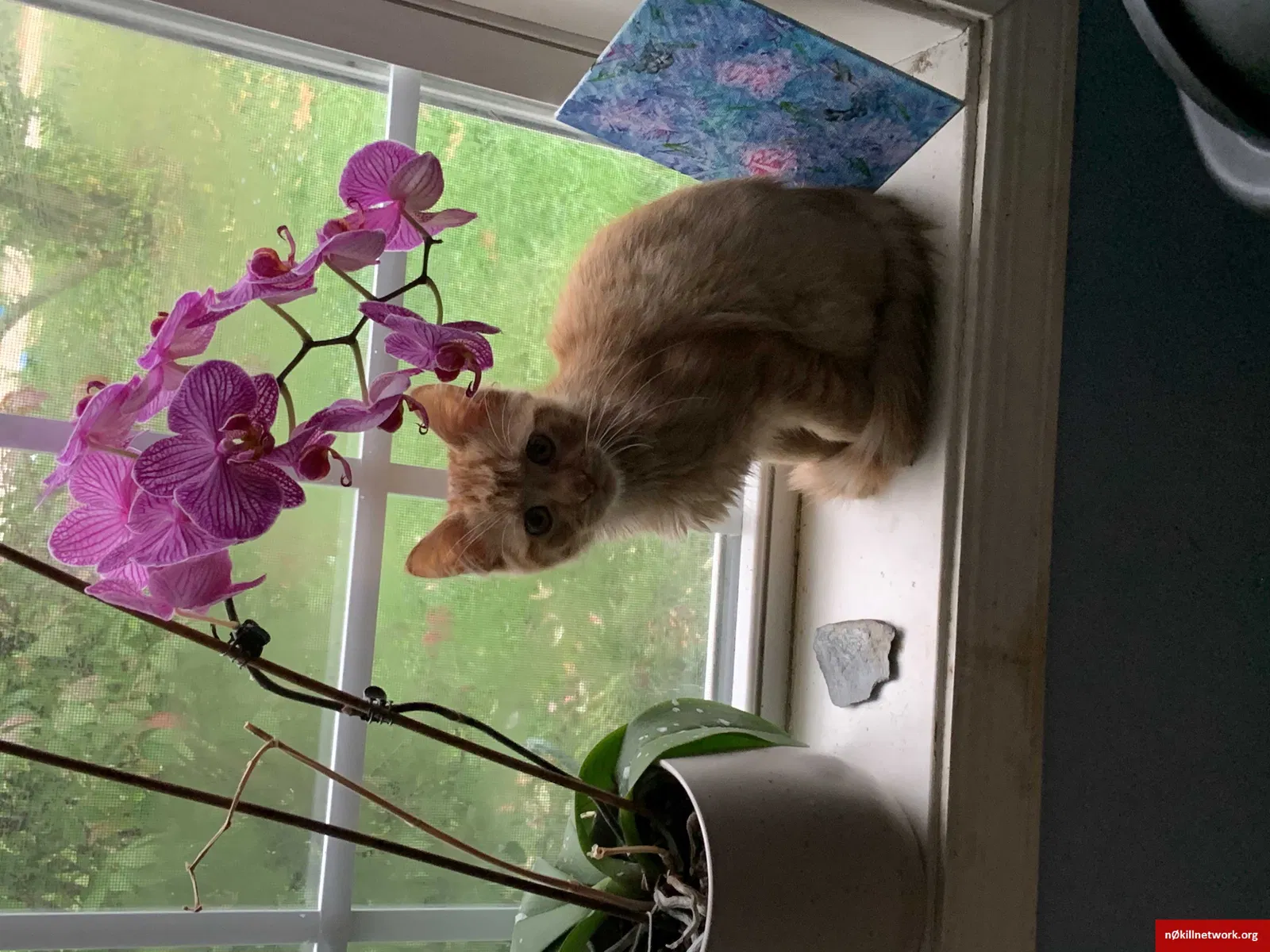 Lost cat in Garden City, MI, 48135