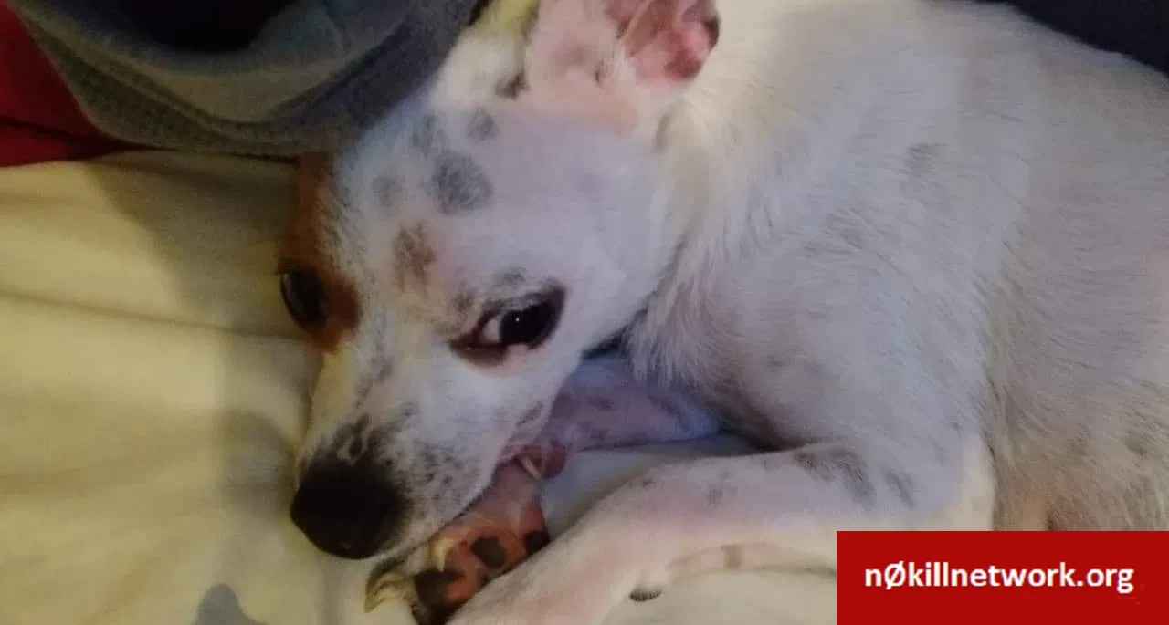 Lost dog in Wetumpka, AL, 36092