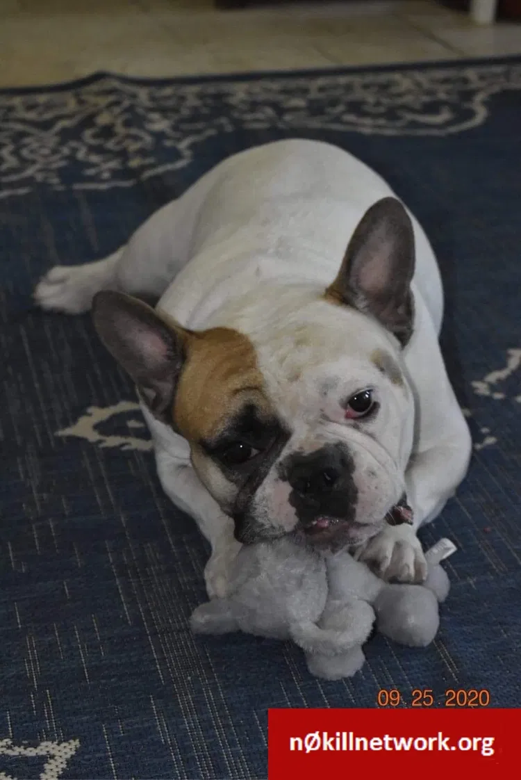 Lost dog in Mesa, AZ, 85212
