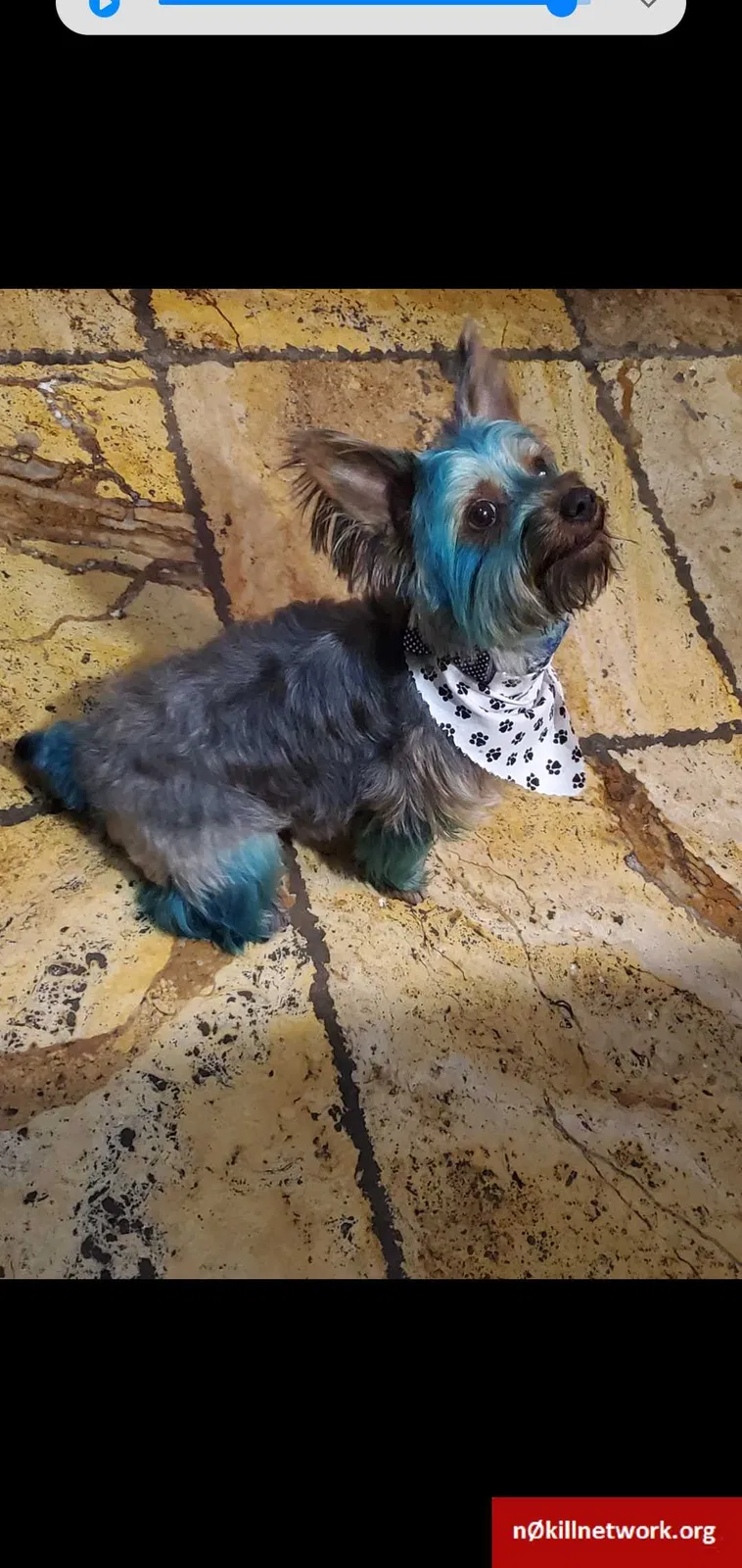 Lost dog in Pensacola, FL, 32505
